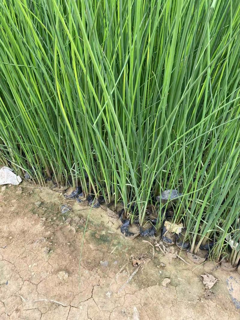精品水葱优质水葱水葱自产自销