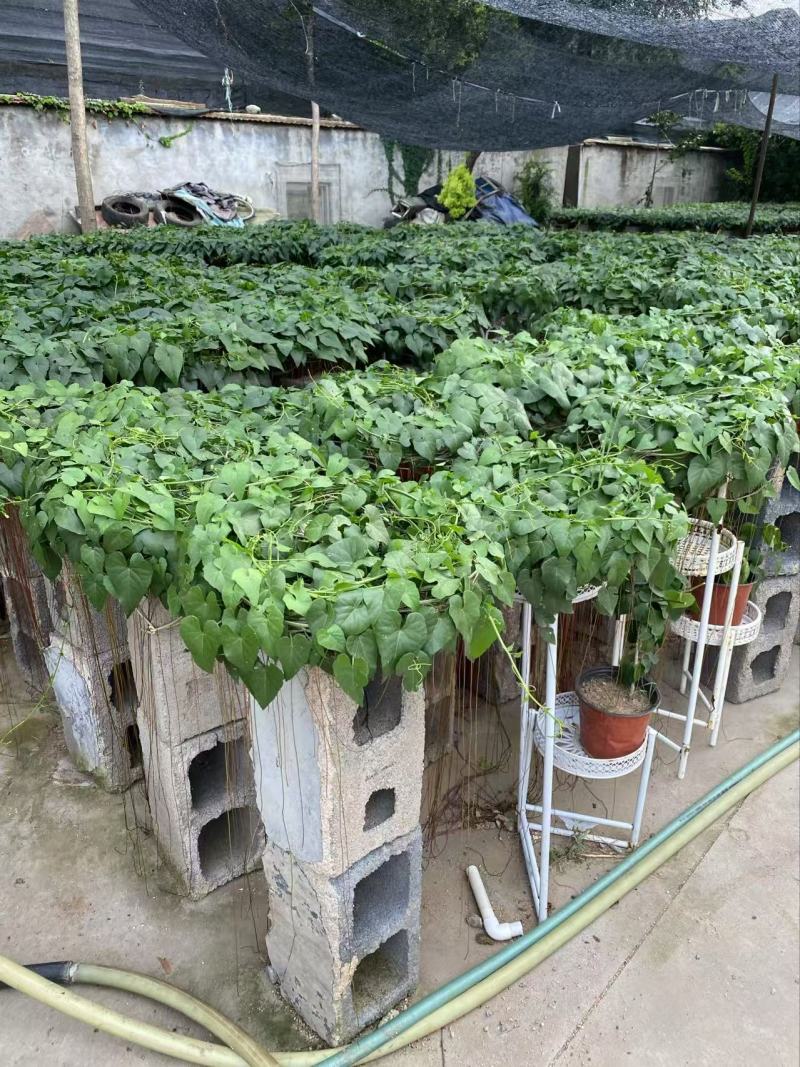 精品锦屏藤