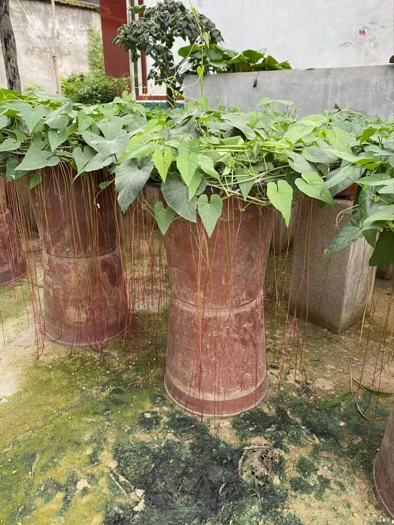 精品锦屏藤