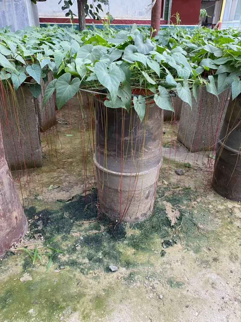 精品锦屏藤