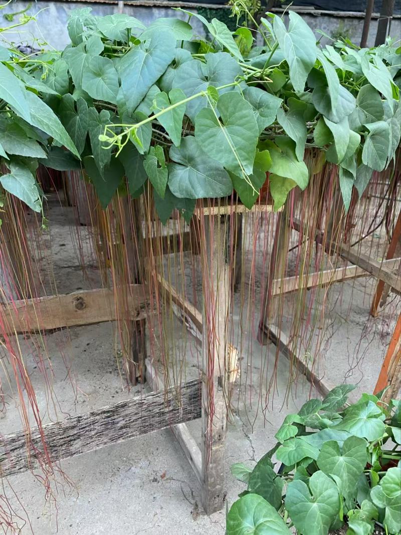 精品锦屏藤