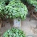 精品锦屏藤
