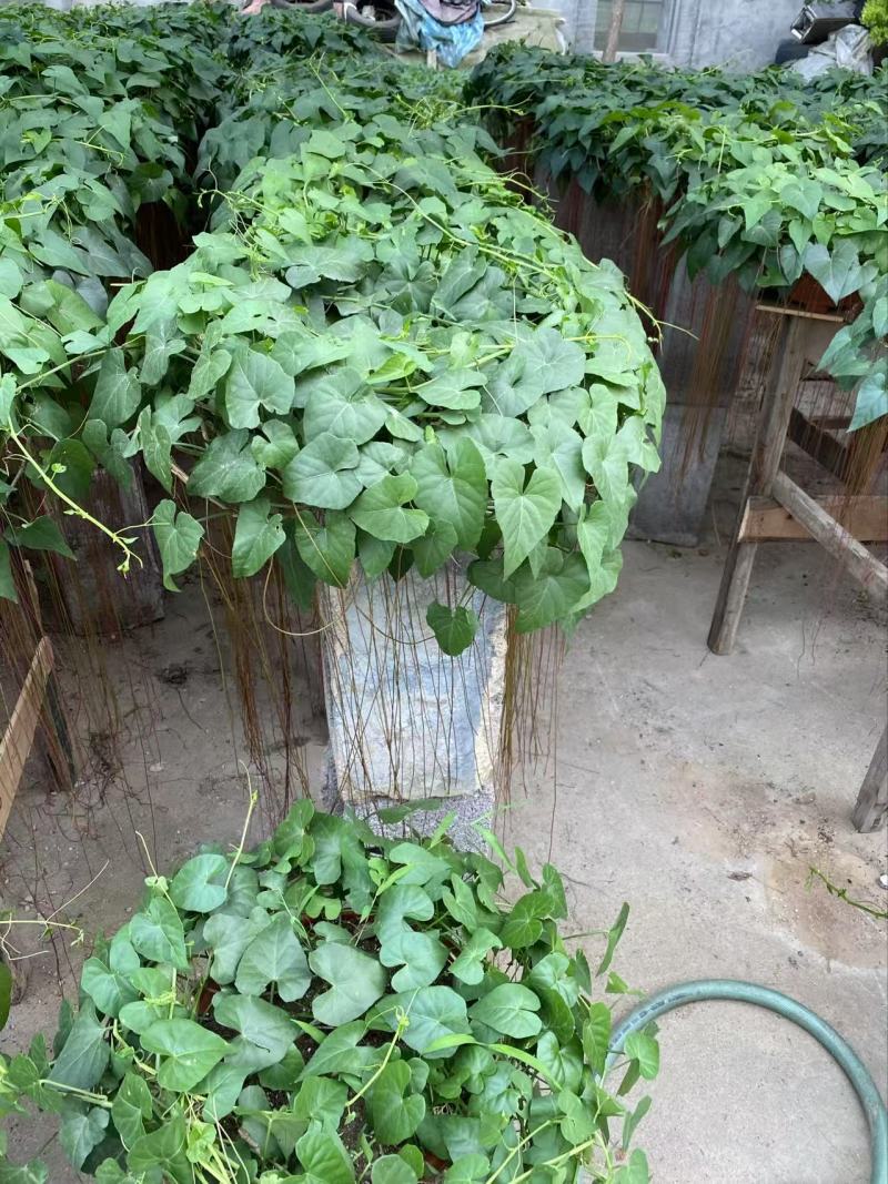 精品锦屏藤