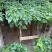 精品锦屏藤