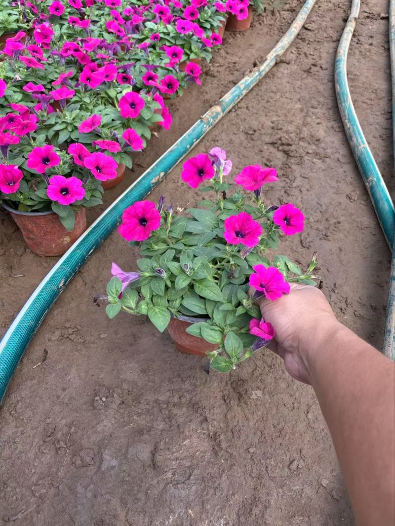 精品垂钓牵牛优质垂吊牵牛
