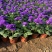 精品翠菊优质翠菊