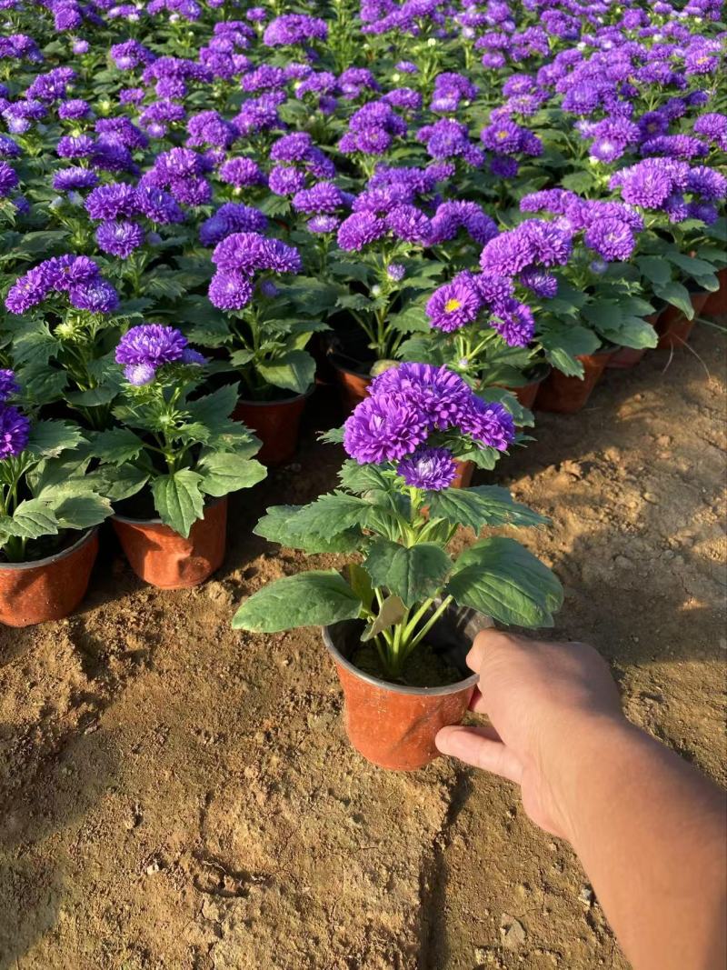 精品翠菊优质翠菊