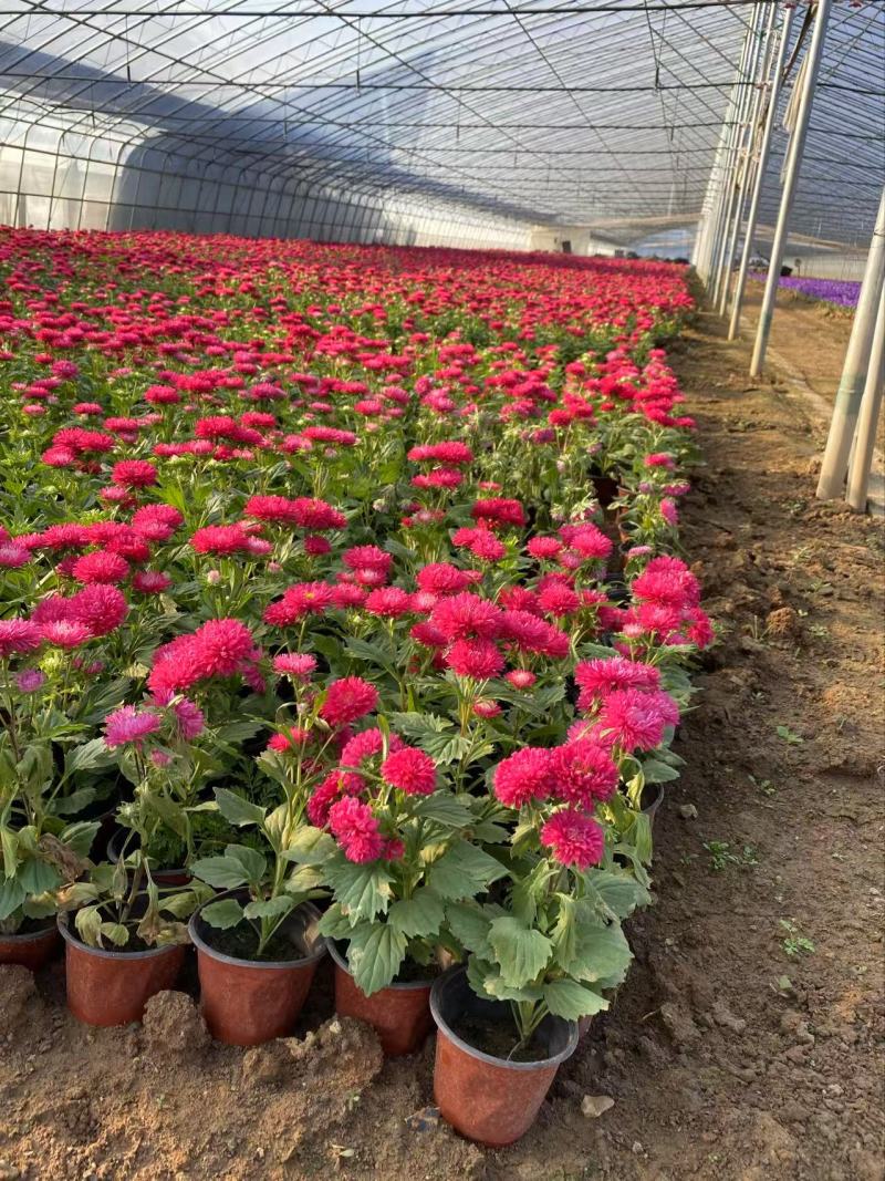 精品翠菊优质翠菊