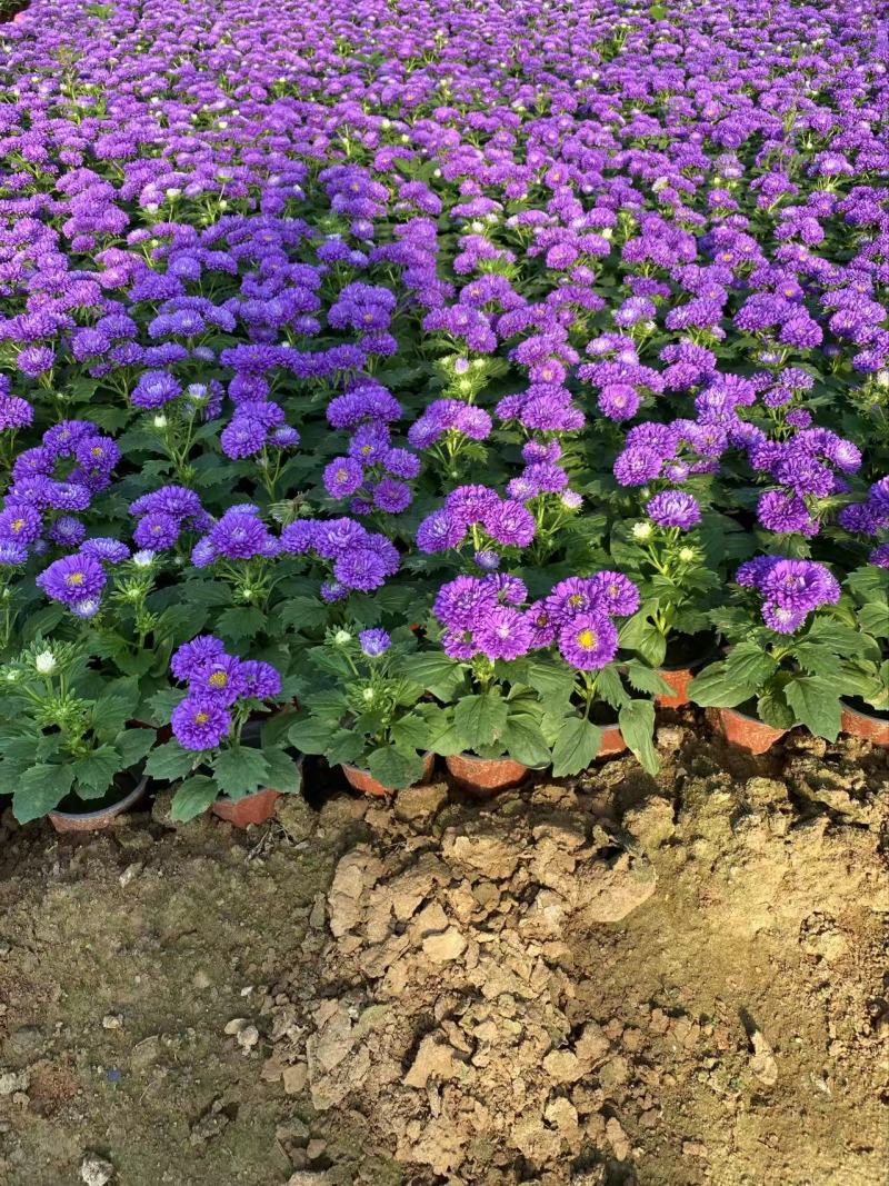 精品翠菊优质翠菊