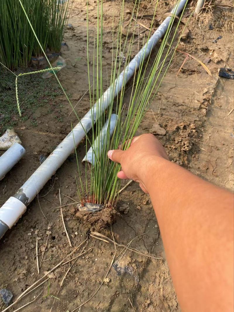 精品灯芯草优质灯芯草灯芯草自产自销