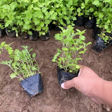 精品地被菊优质地被菊地被菊自产自销