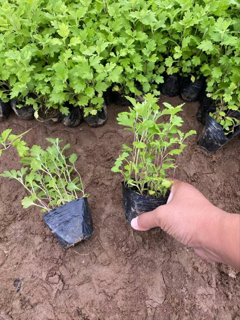 精品地被菊优质地被菊地被菊自产自销