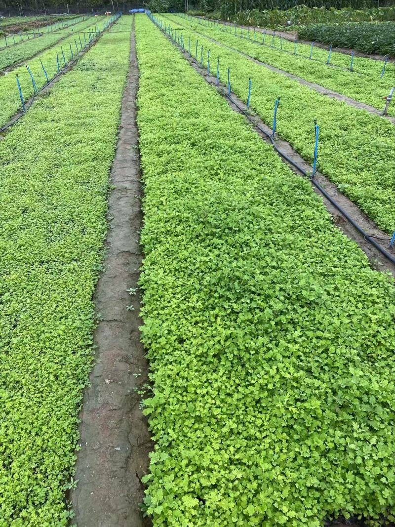 精品地被菊优质地被菊地被菊自产自销