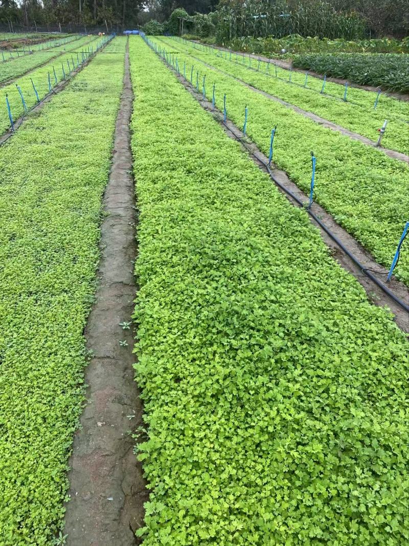精品地被菊优质地被菊地被菊自产自销