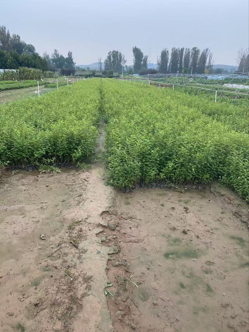 精品黄刺玫。优质黄刺玫。黄刺玫自产自销