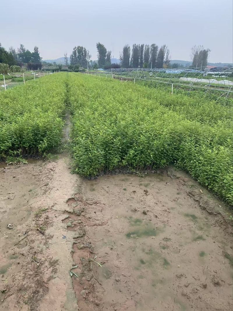 精品黄刺玫。优质黄刺玫。黄刺玫自产自销