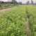 精品黄刺玫。优质黄刺玫。黄刺玫自产自销
