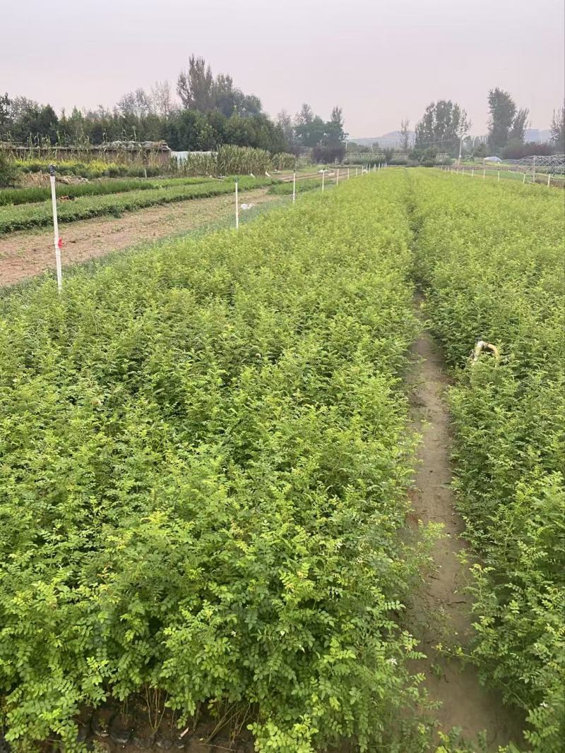 精品黄刺玫。优质黄刺玫。黄刺玫自产自销