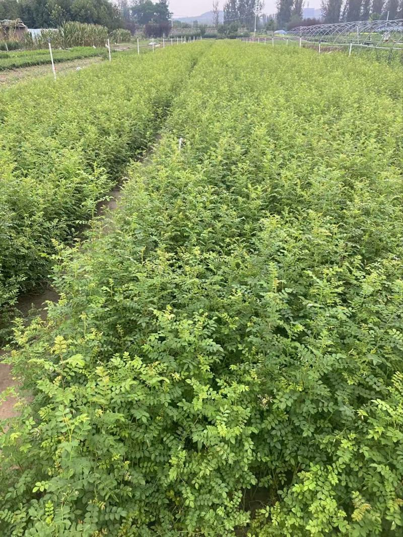 精品黄刺玫。优质黄刺玫。黄刺玫自产自销