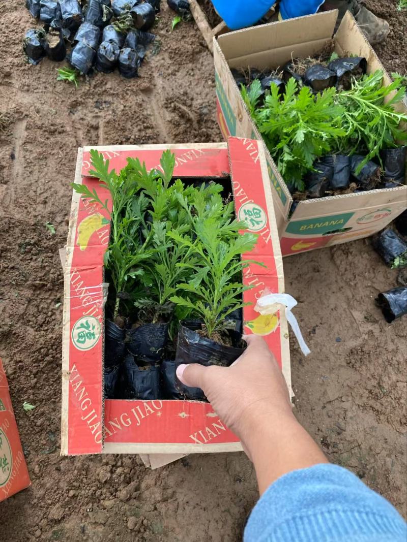 精品木春菊优质木春菊。木春菊自产自销