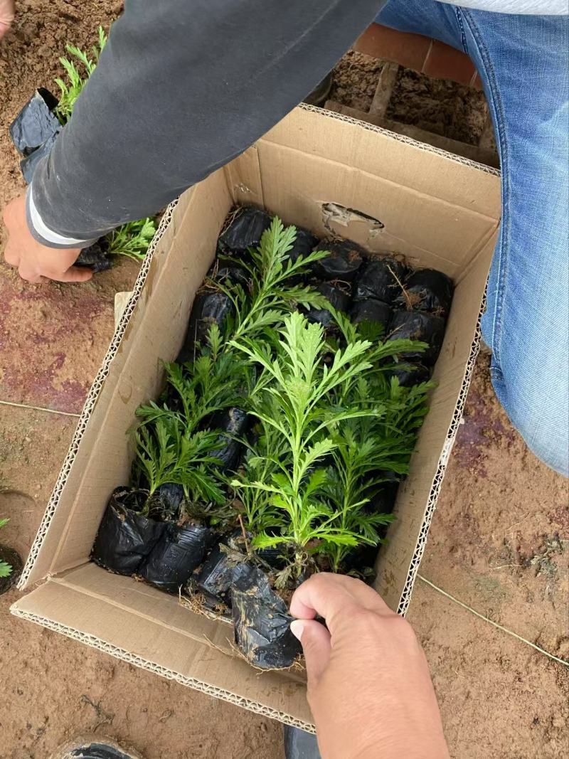 精品木春菊优质木春菊。木春菊自产自销