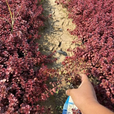 精品红景天优质红叶景天红叶景天自产自销