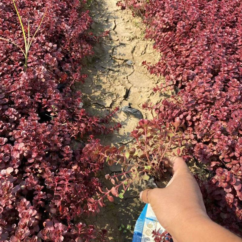精品红景天优质红叶景天红叶景天自产自销
