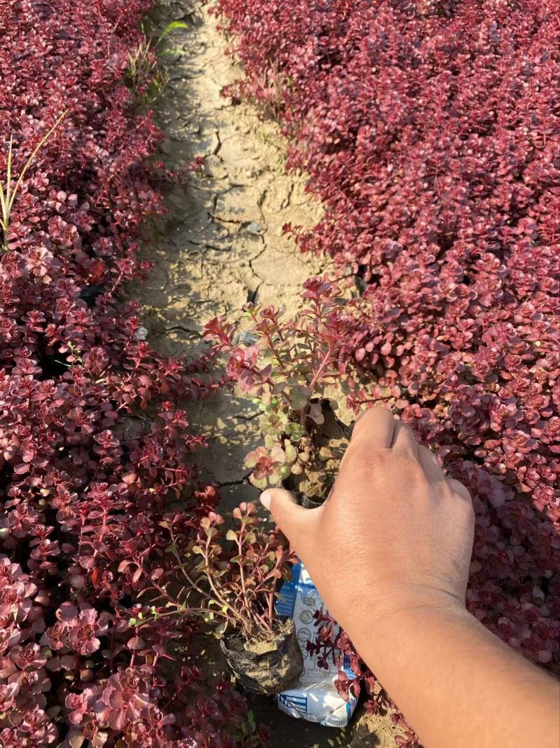 精品红景天优质红叶景天红叶景天自产自销