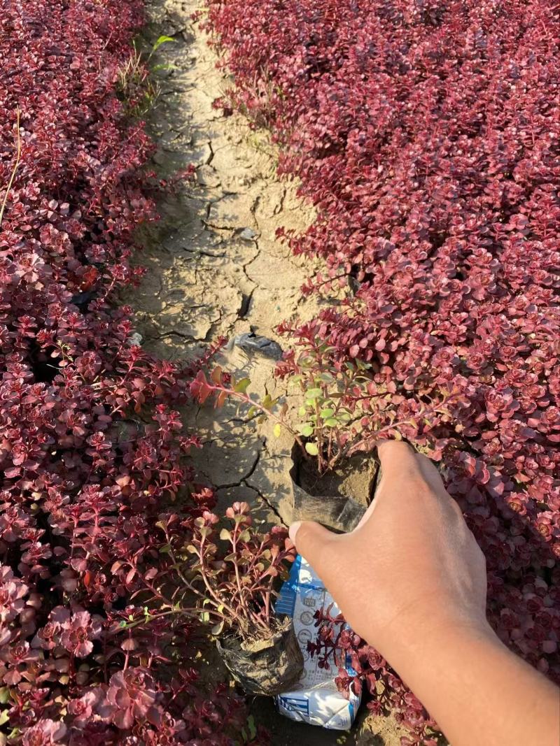 精品红景天优质红叶景天红叶景天自产自销