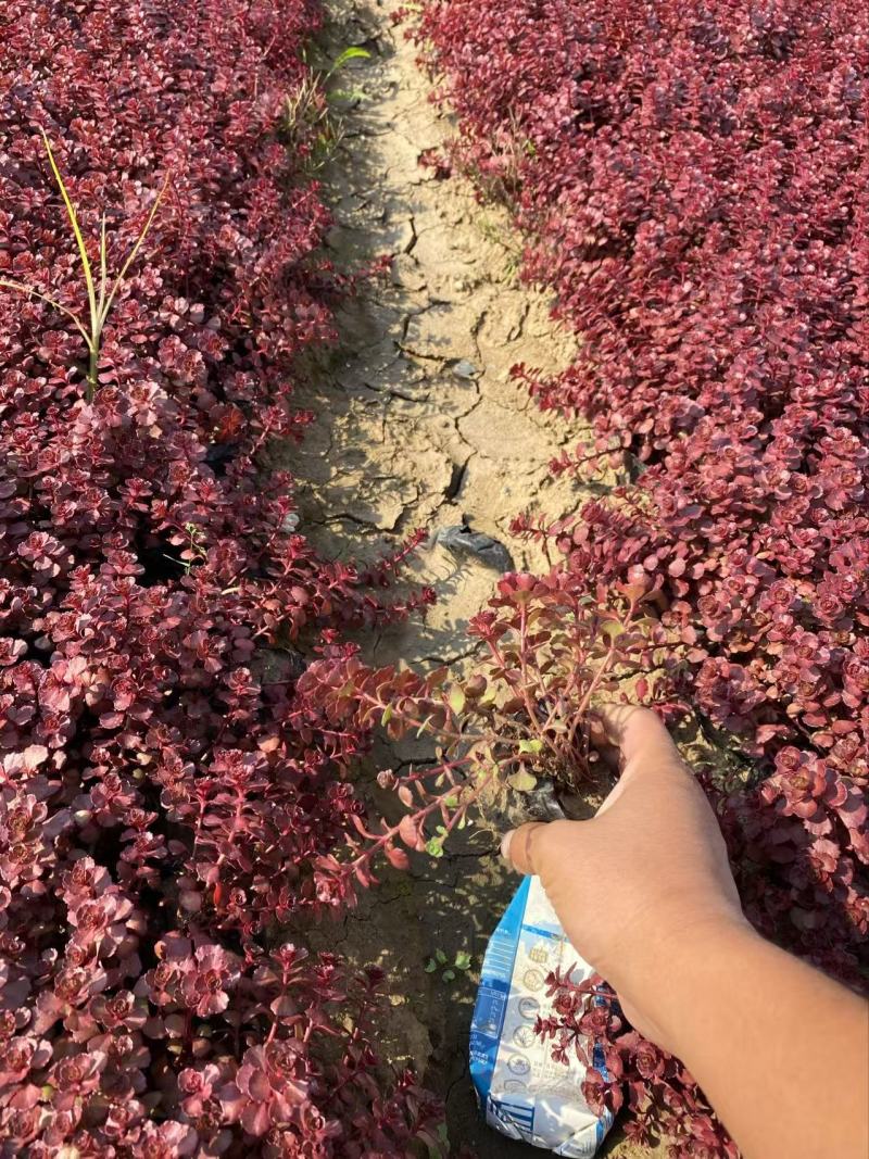 精品红景天优质红叶景天红叶景天自产自销