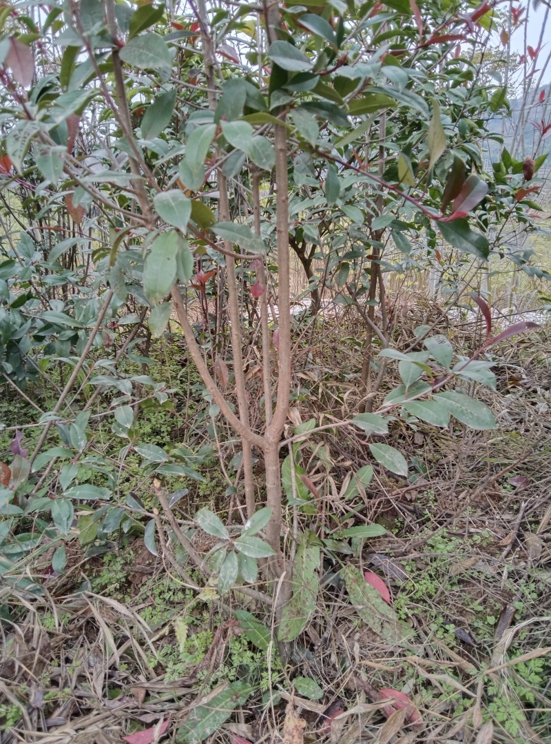 红叶石楠篱笆苗