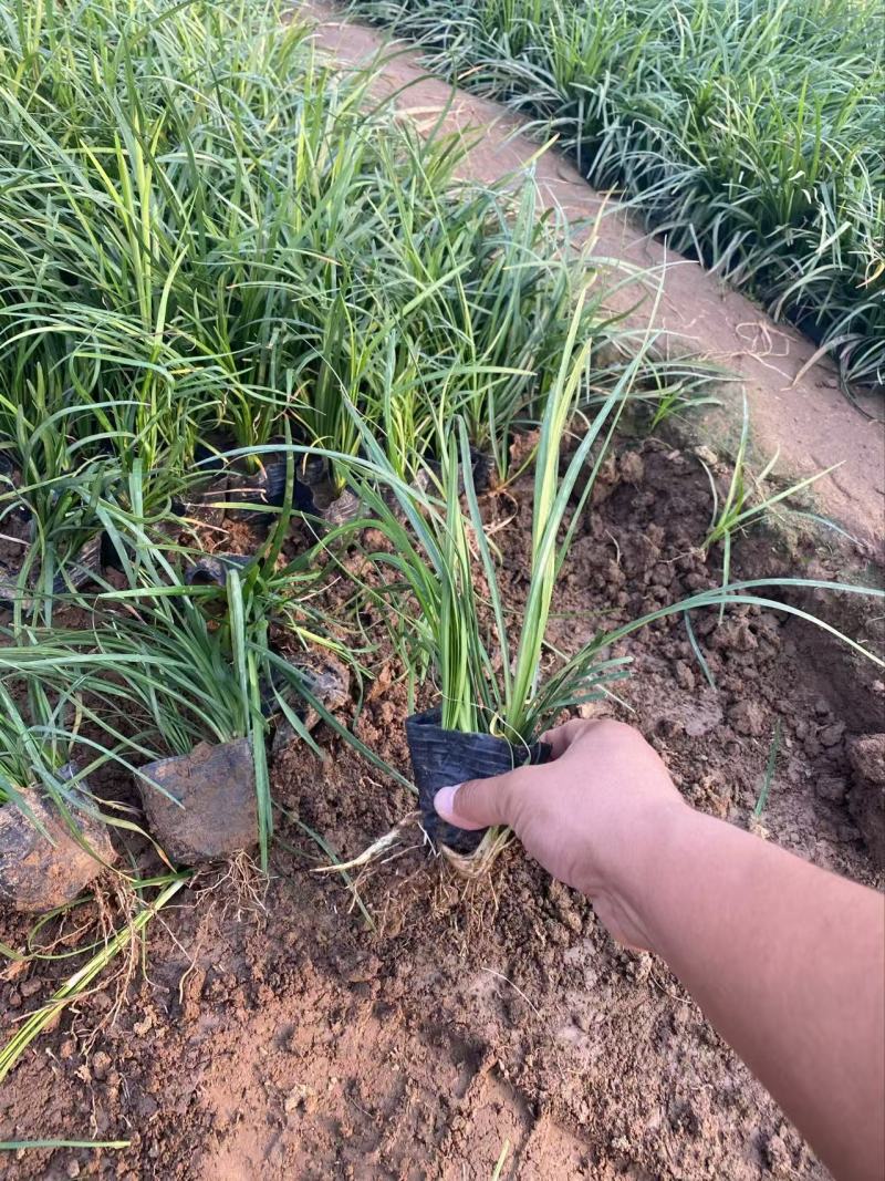 精品沿阶草优质沿阶草
