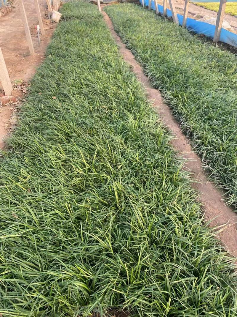精品沿阶草优质沿阶草