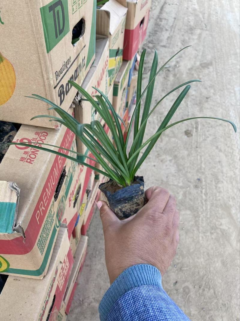精品石蒜。优质石蒜