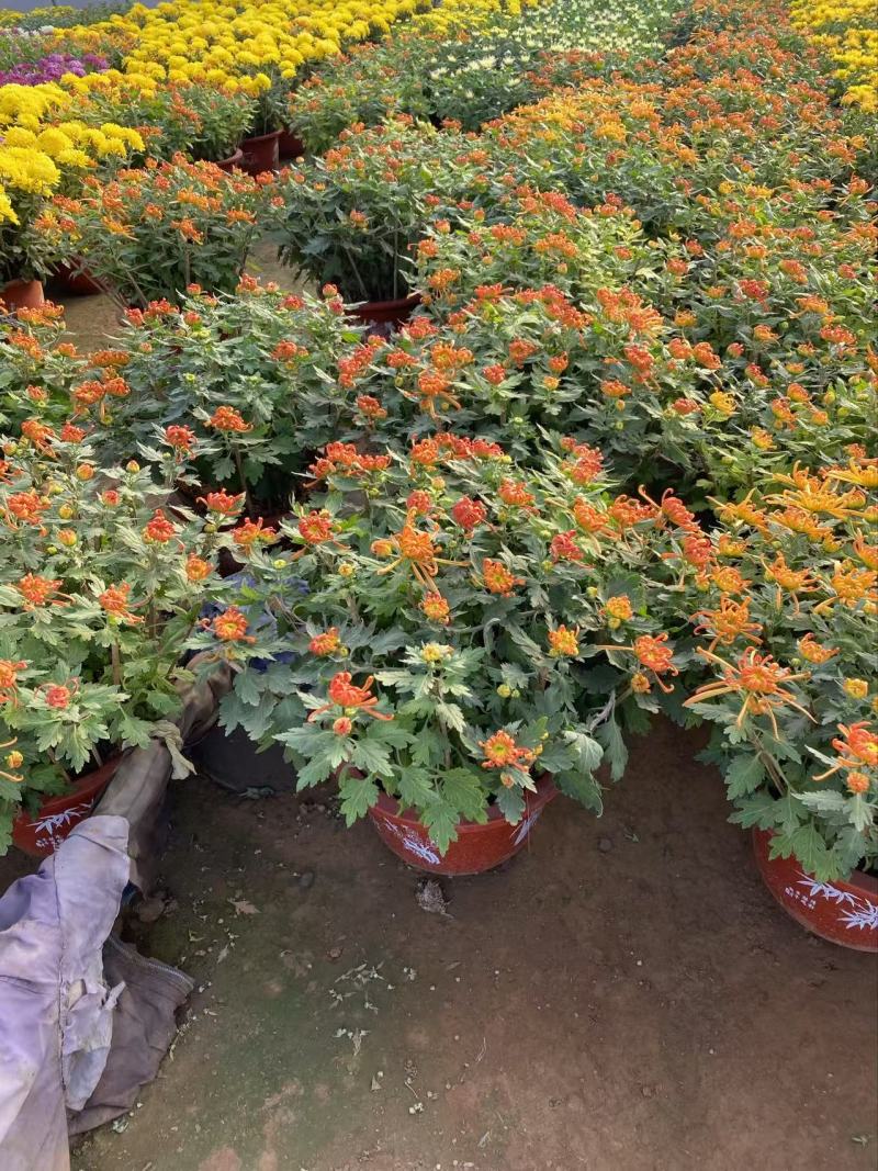 精品大菊花优质九月菊精品冬菊