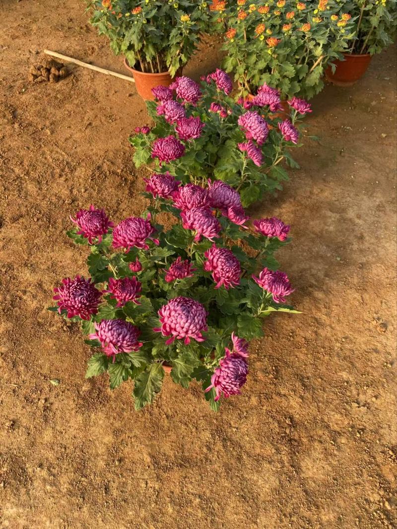 精品大菊花优质九月菊精品冬菊