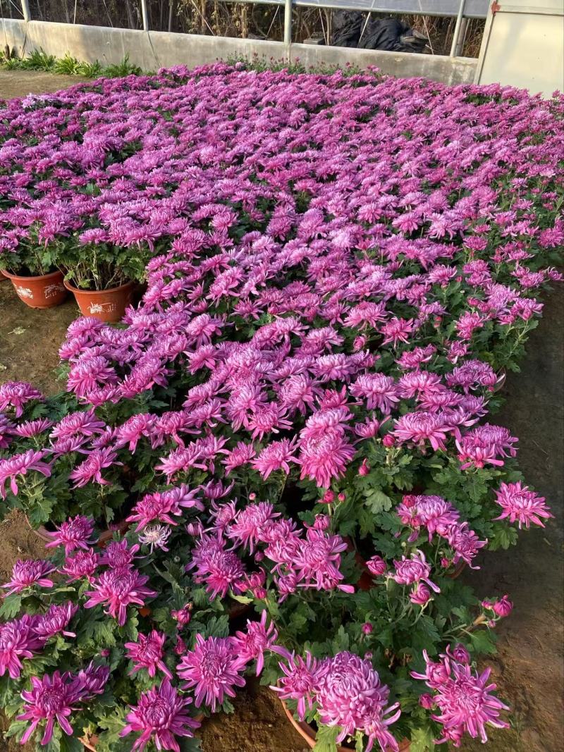 精品大菊花优质九月菊精品冬菊