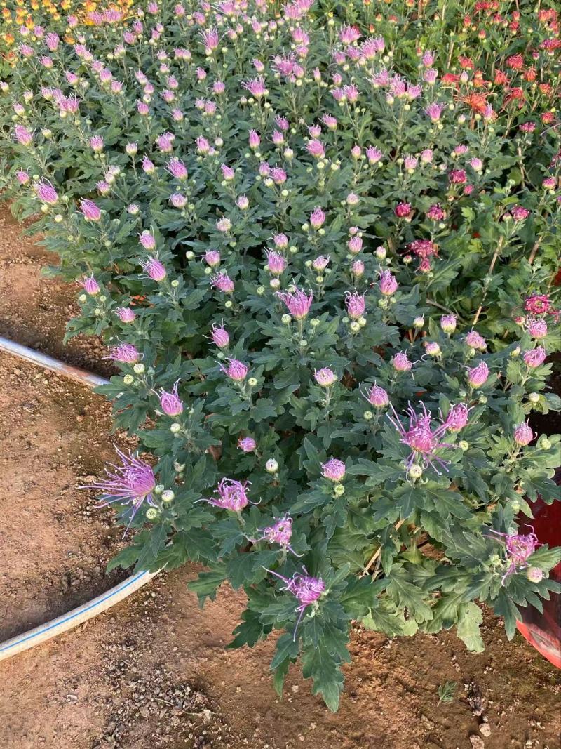 精品大菊花优质九月菊精品冬菊