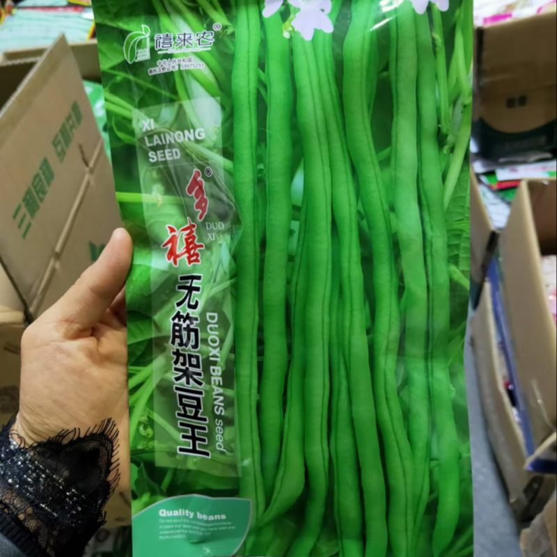 无筋架豆王种子中早熟蔓生荚翠绿色春秋均可种植