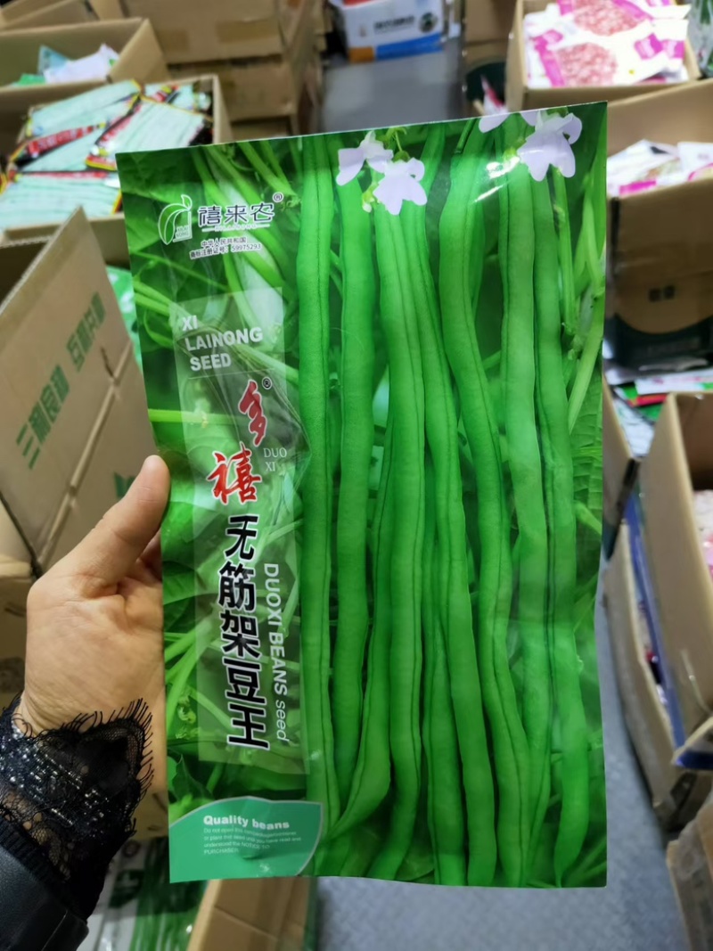 无筋架豆王种子中早熟蔓生荚翠绿色春秋均可种植