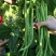无筋架豆王种子中早熟蔓生荚翠绿色春秋均可种植