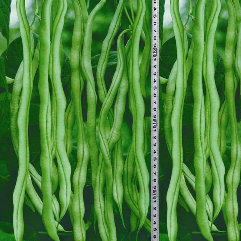 无筋架豆王种子中早熟蔓生荚翠绿色春秋均可种植