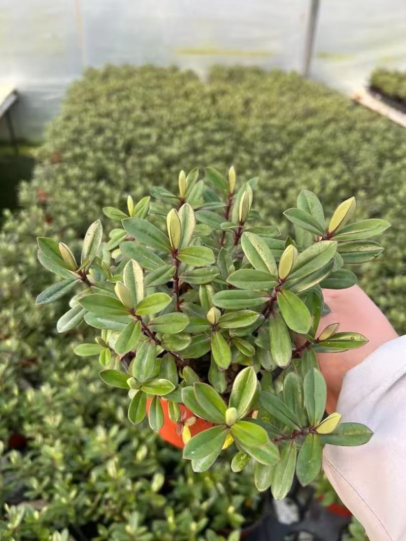 精品长阶花
