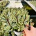 精品长阶花