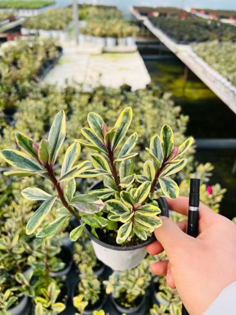 精品长阶花