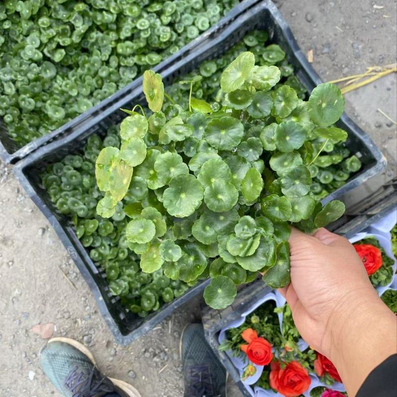 精品店铜钱草，优质铜钱草香菇草