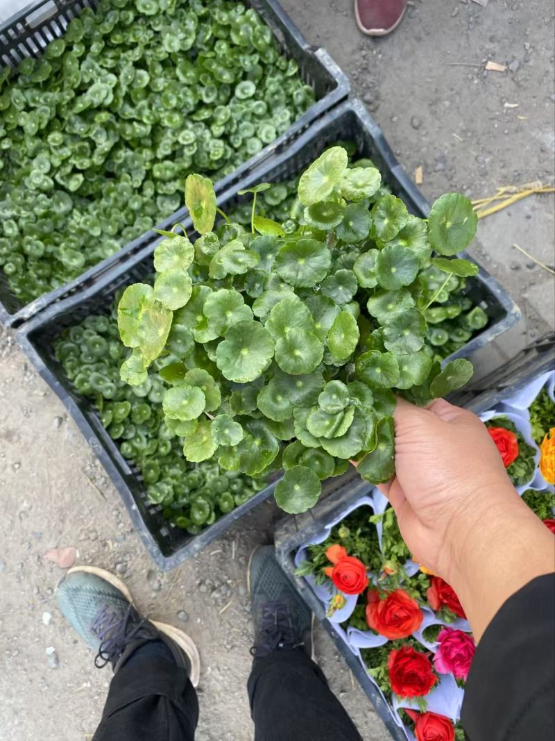 精品店铜钱草，优质铜钱草香菇草