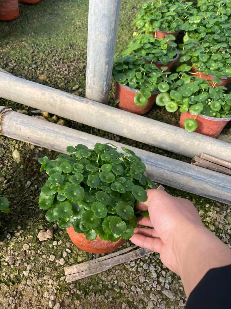 精品店铜钱草，优质铜钱草香菇草