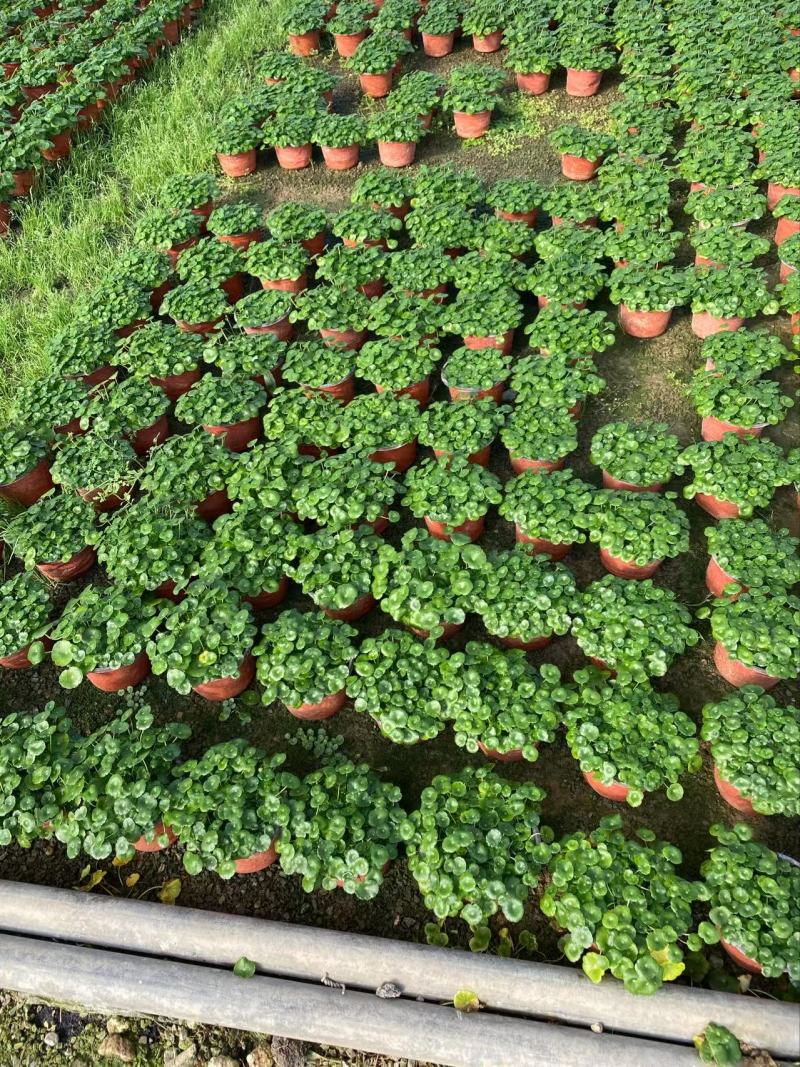 精品店铜钱草，优质铜钱草香菇草