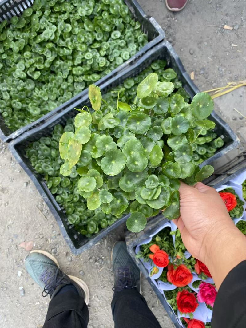 精品店铜钱草，优质铜钱草香菇草